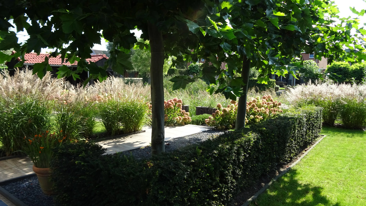Aanleg achtertuin Roden